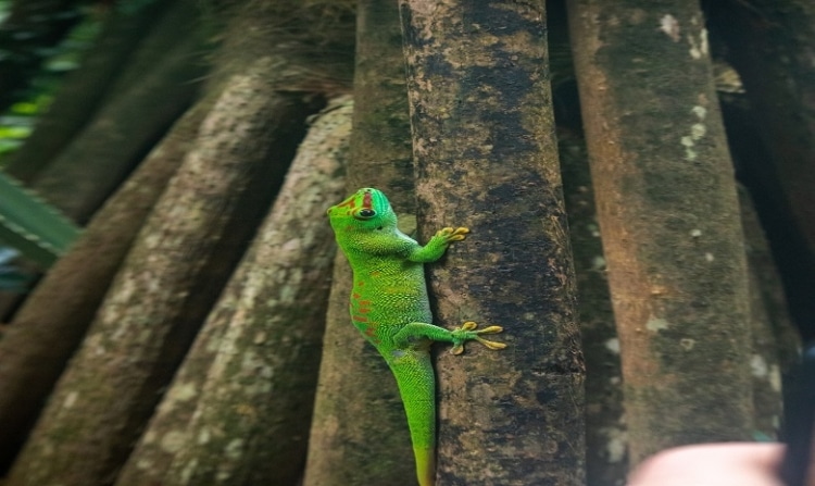 een kleine groene iriserende kameleon klimt een boomstam omhoog
